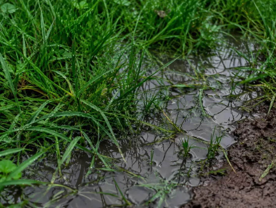 Detail of a waterlogged garden lawn before drainage work